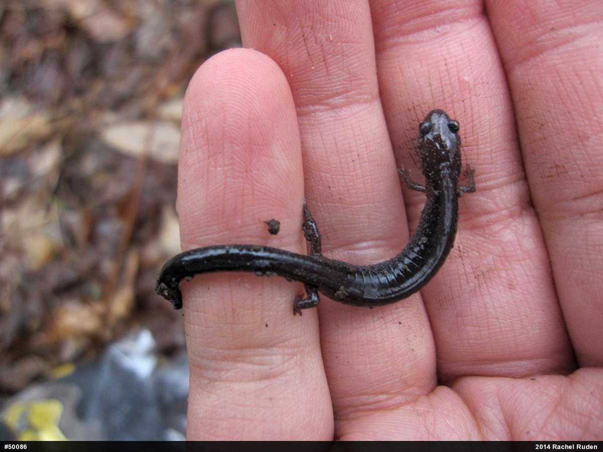 Eastern Red-backed  Salamander