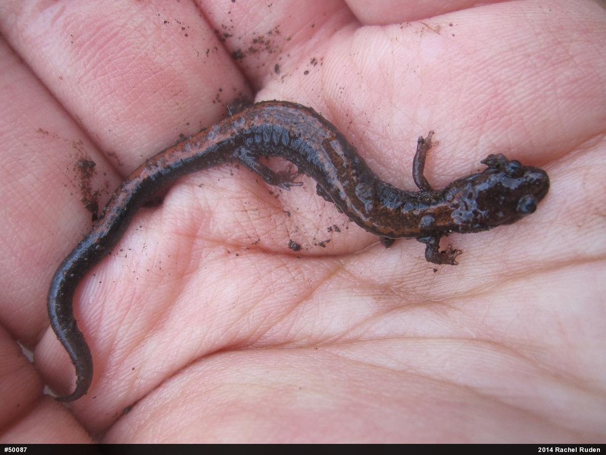 Eastern Red-backed  Salamander