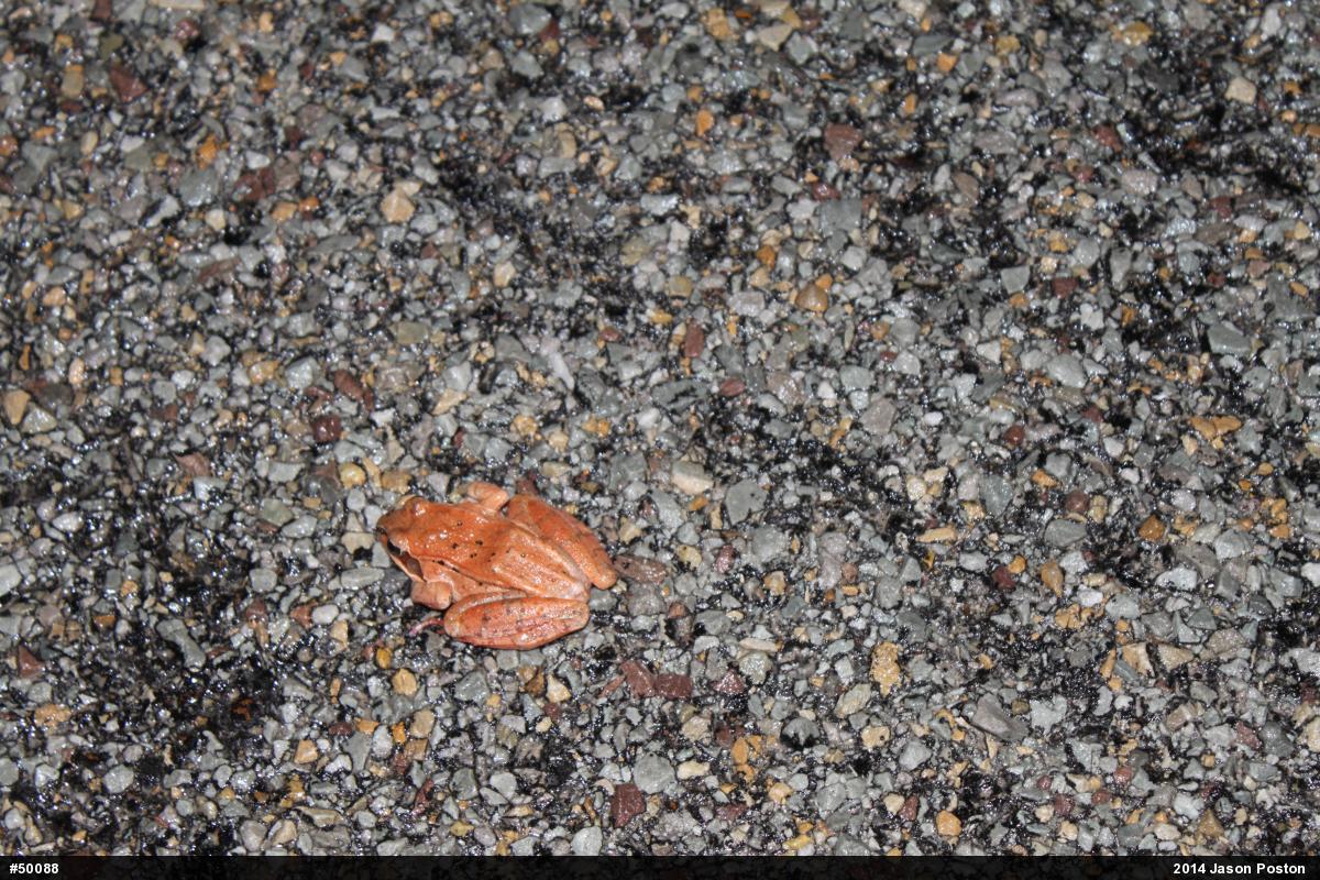 Wood Frog