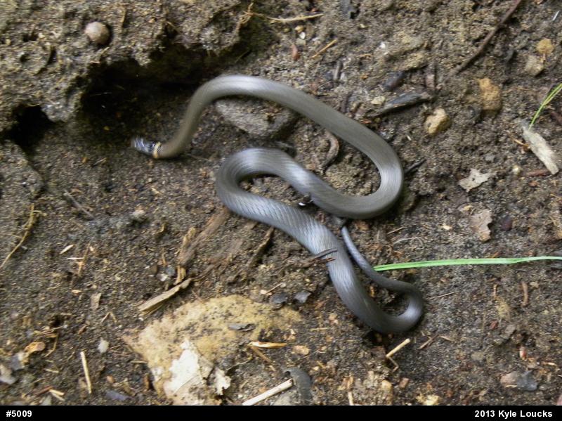 Northern Ring-necked Snake