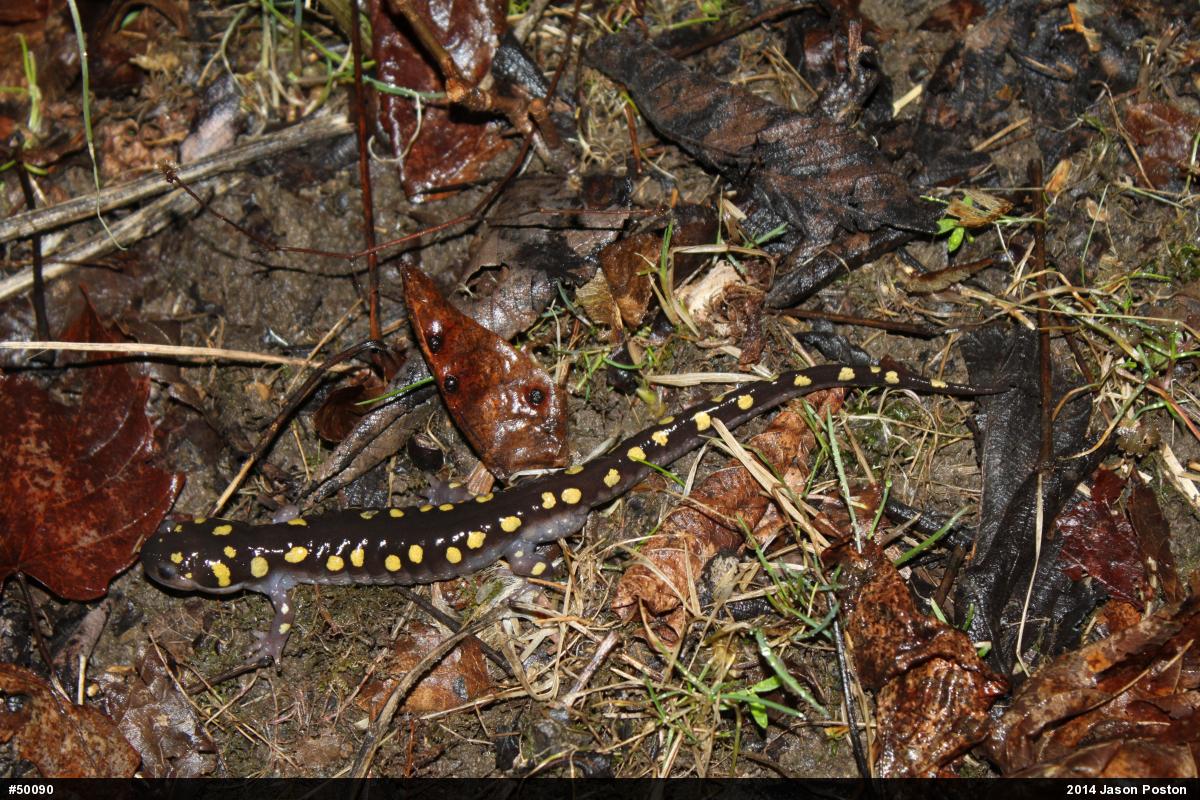 Spotted Salamander