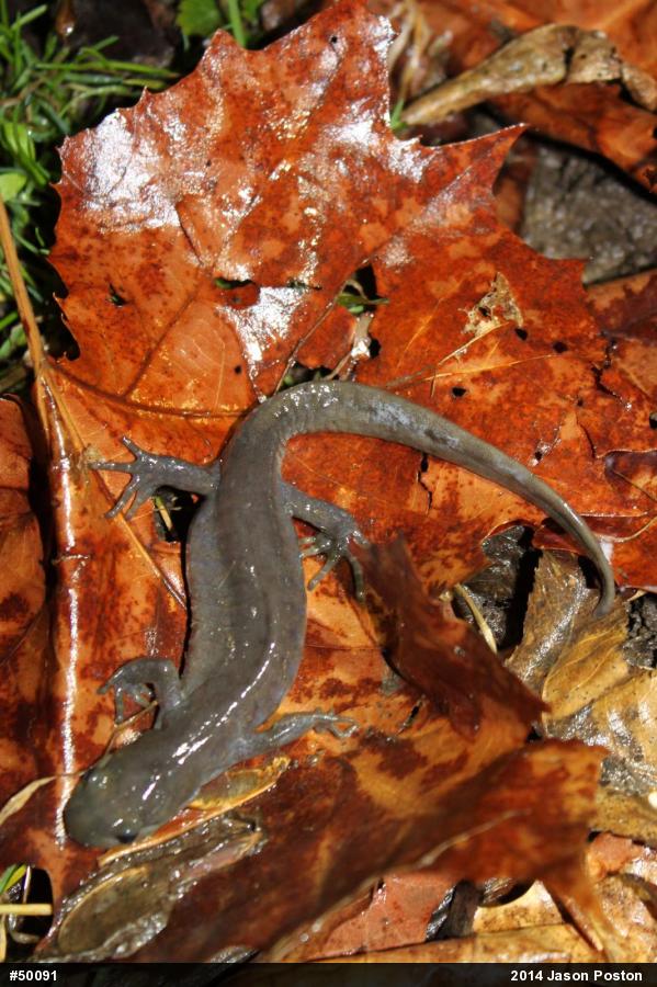 Jefferson Salamander