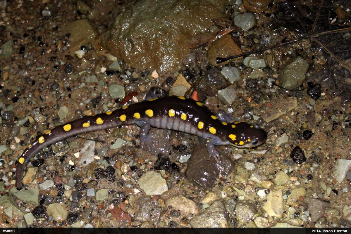 Spotted Salamander
