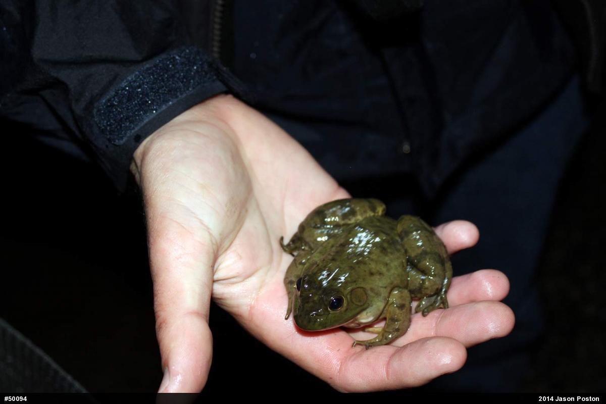 American Bullfrog