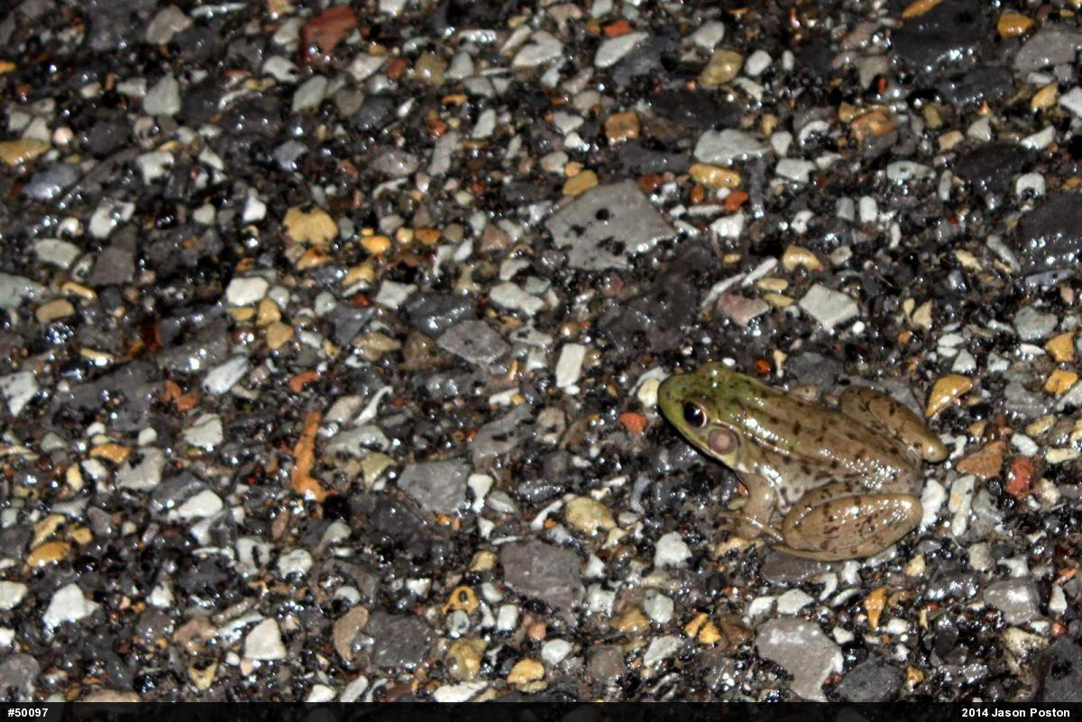 Green Frog