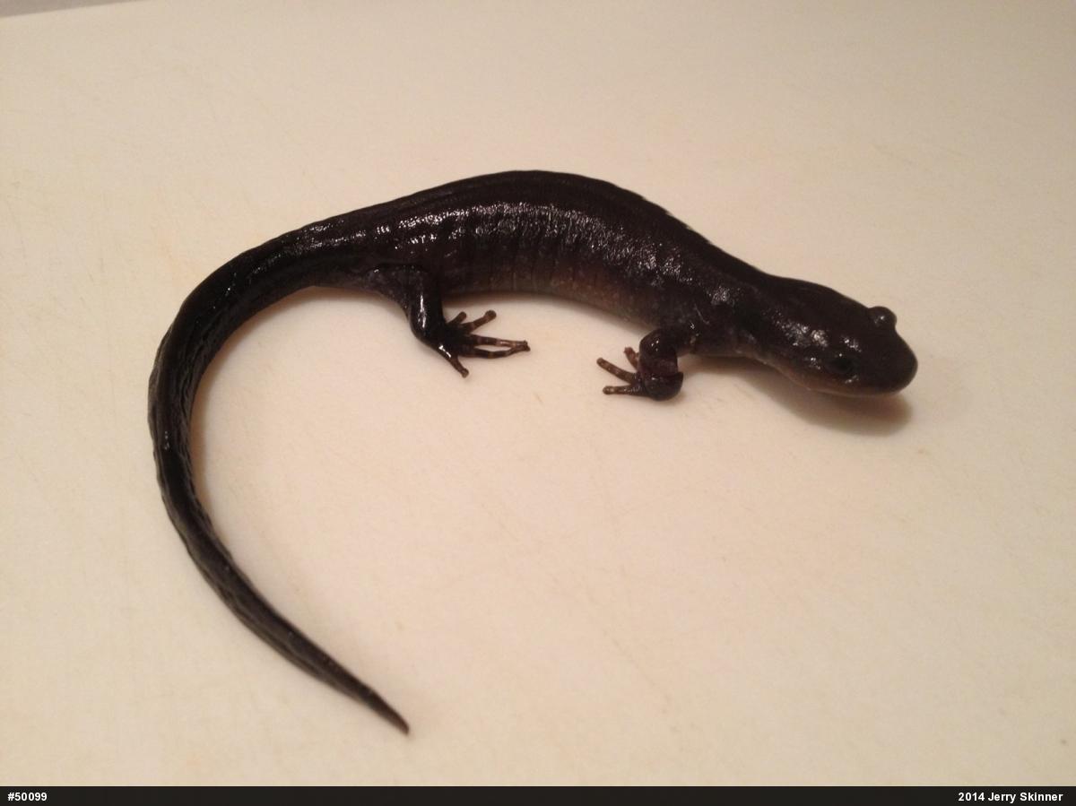 Jefferson Salamander