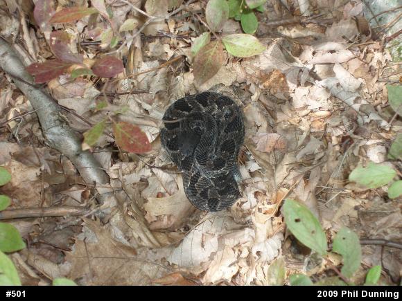 Timber Rattlesnake