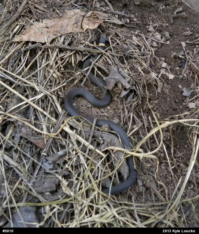 Northern Ring-necked Snake