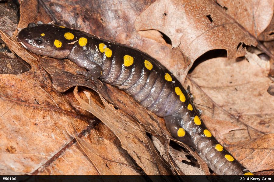 Spotted Salamander