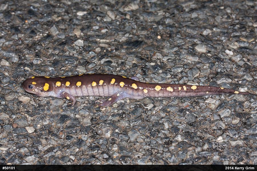 Spotted Salamander
