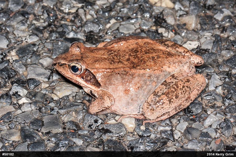 Wood Frog