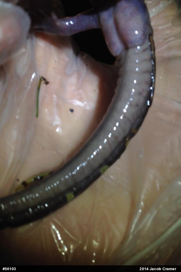 Spotted Salamander
