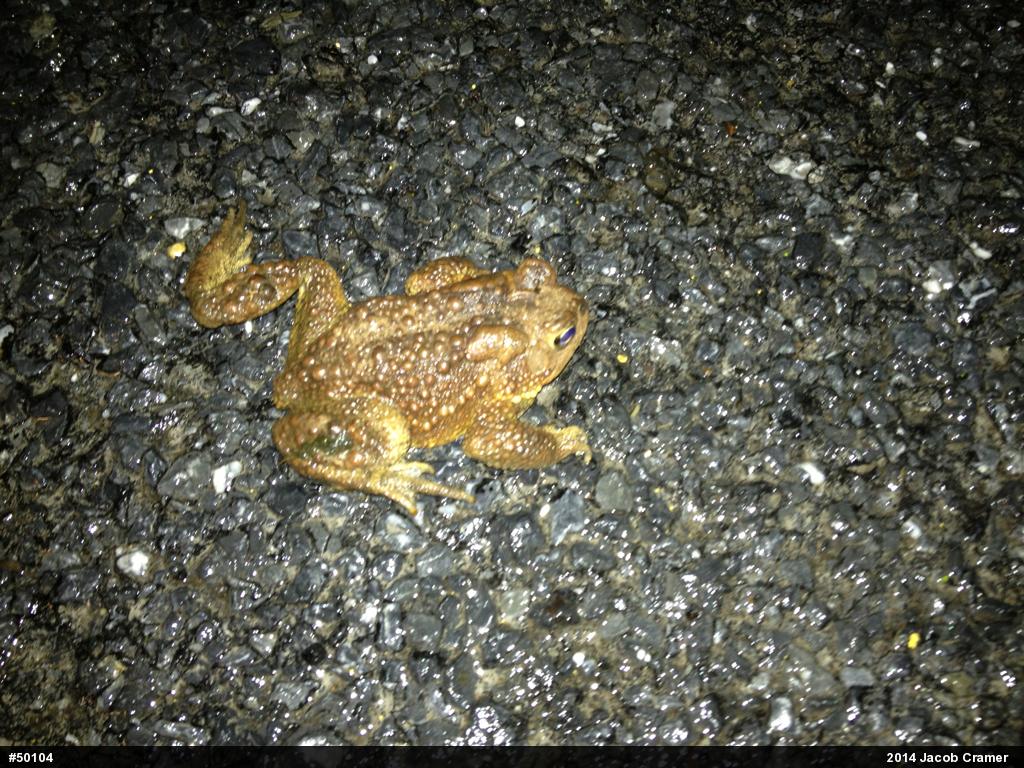 Eastern American Toad