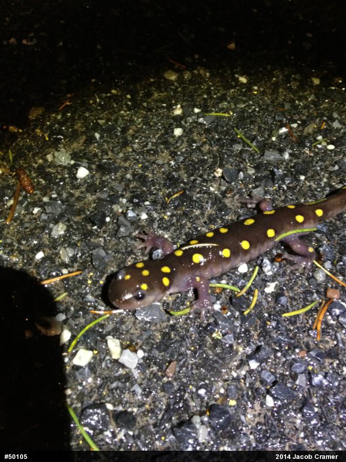 Spotted Salamander