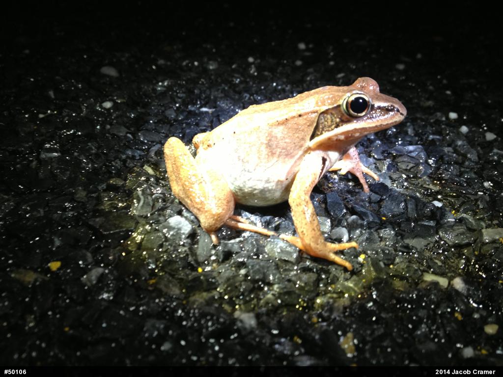 Wood Frog