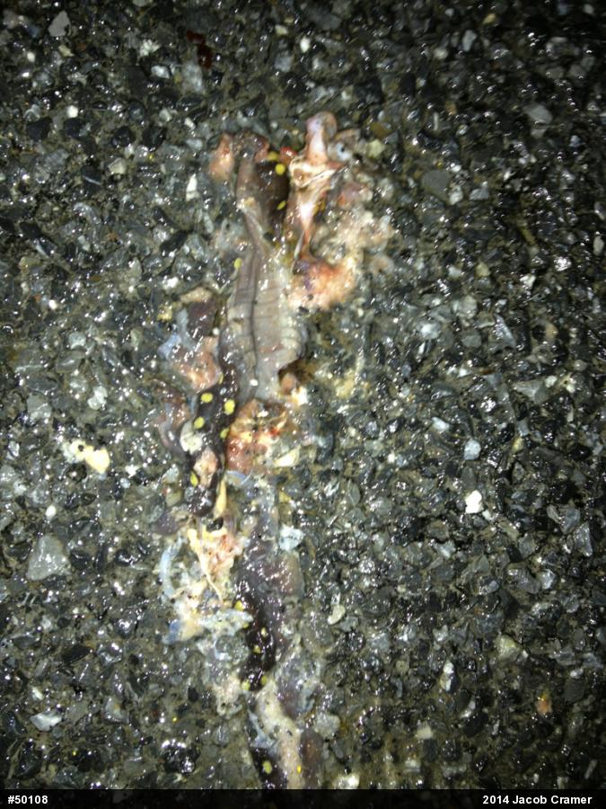 Spotted Salamander
