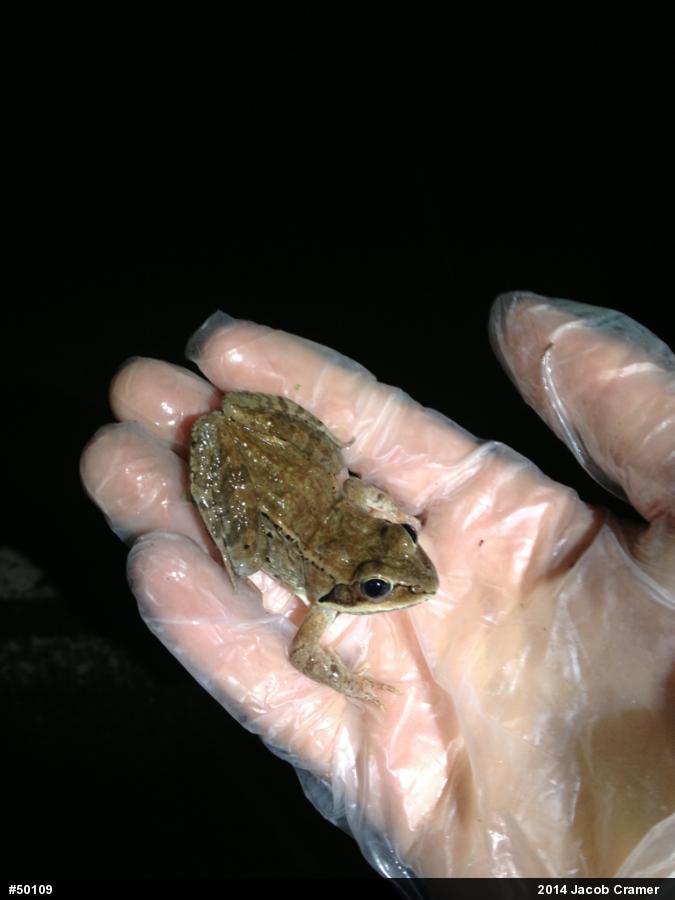 Wood Frog
