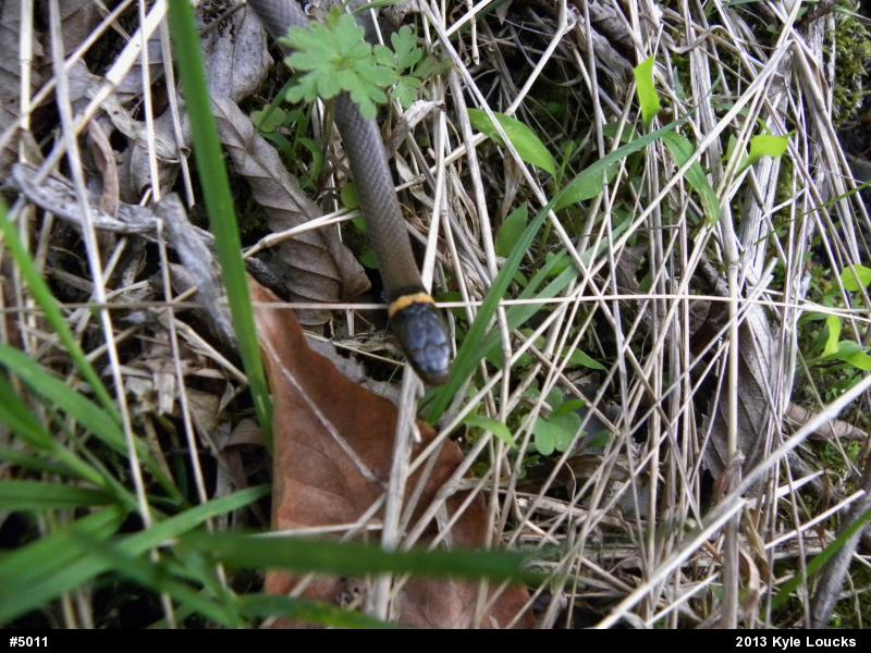 Northern Ring-necked Snake