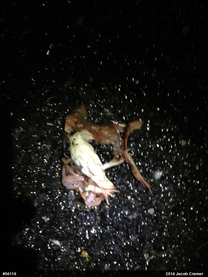 Wood Frog