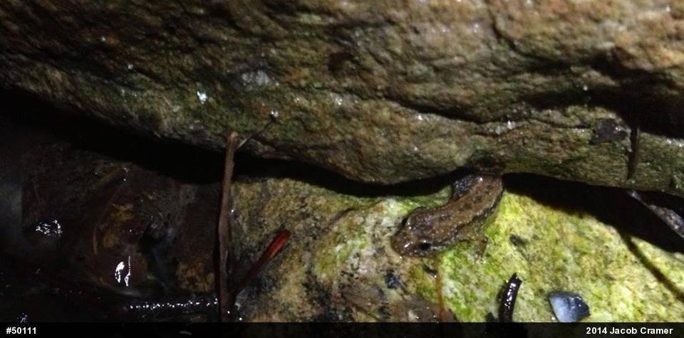 Northern Dusky Salamander