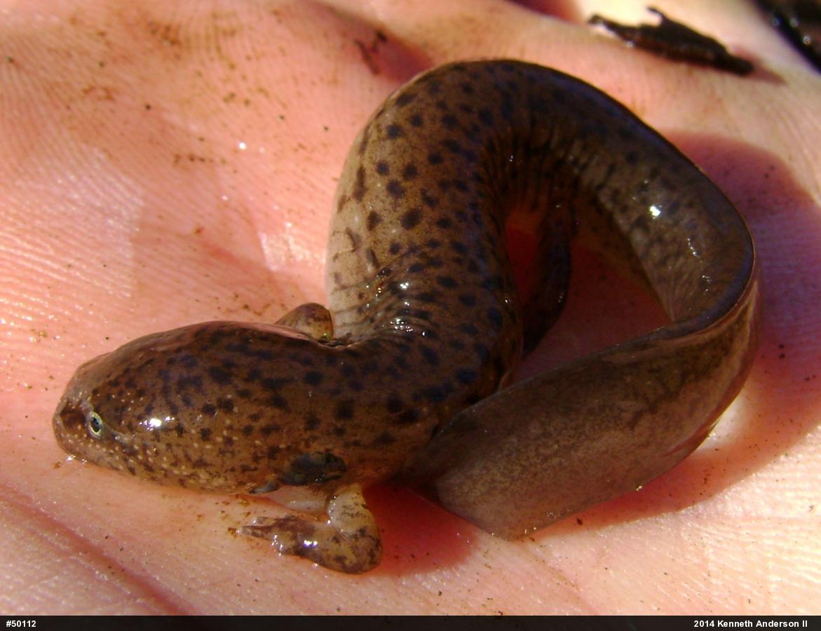 Northern Red Salamander
