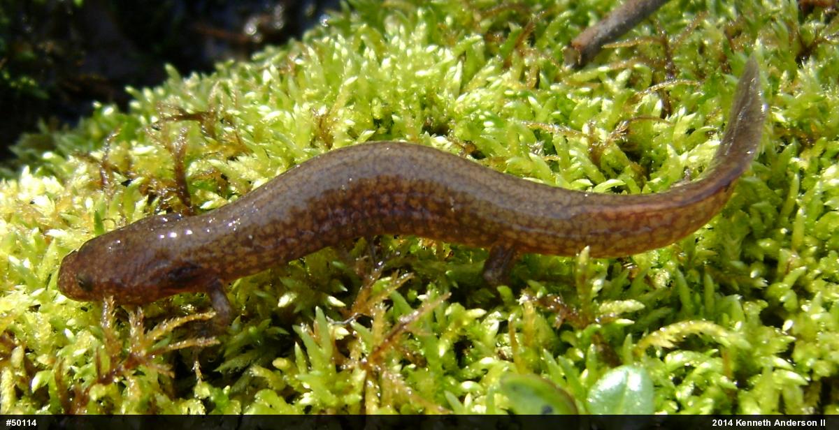 Northern Spring Salamander