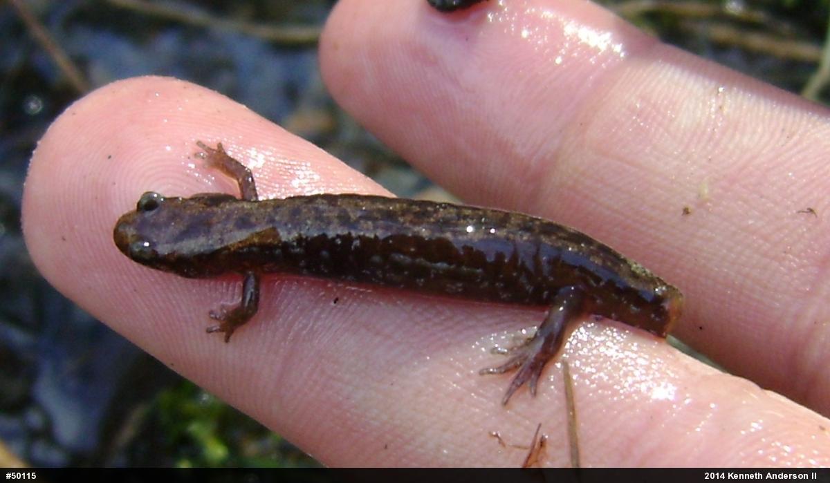 Northern Dusky Salamander