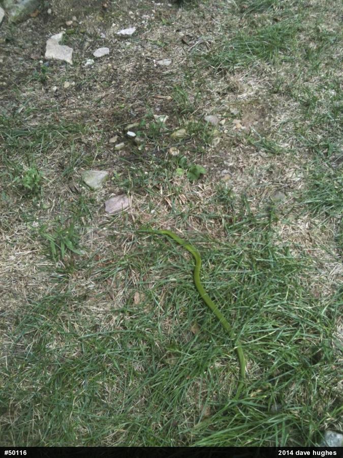 Smooth Greensnake
