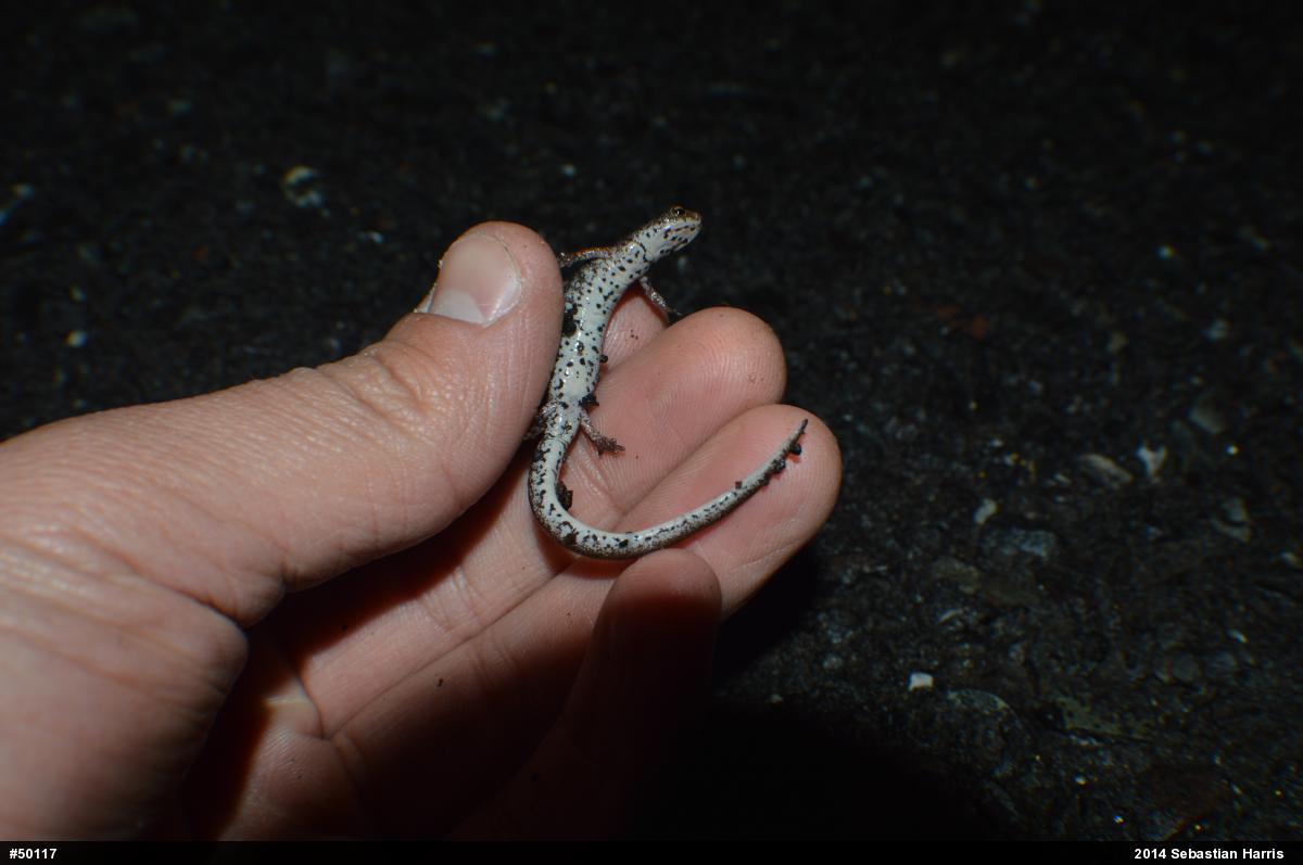 Four-toed Salamander