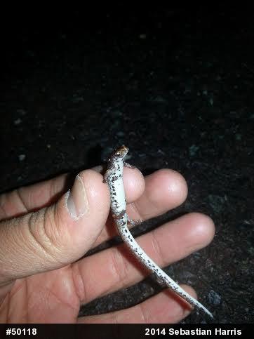 Four-toed Salamander