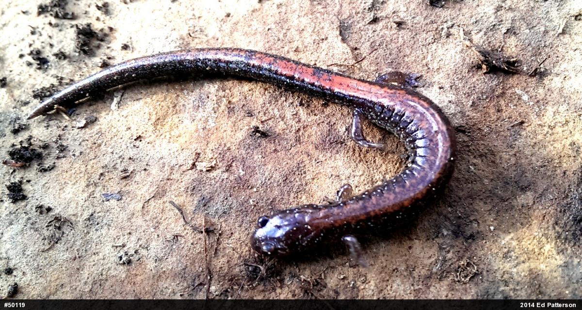 Eastern Red-backed  Salamander