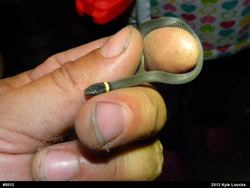 Northern Ring-necked Snake
