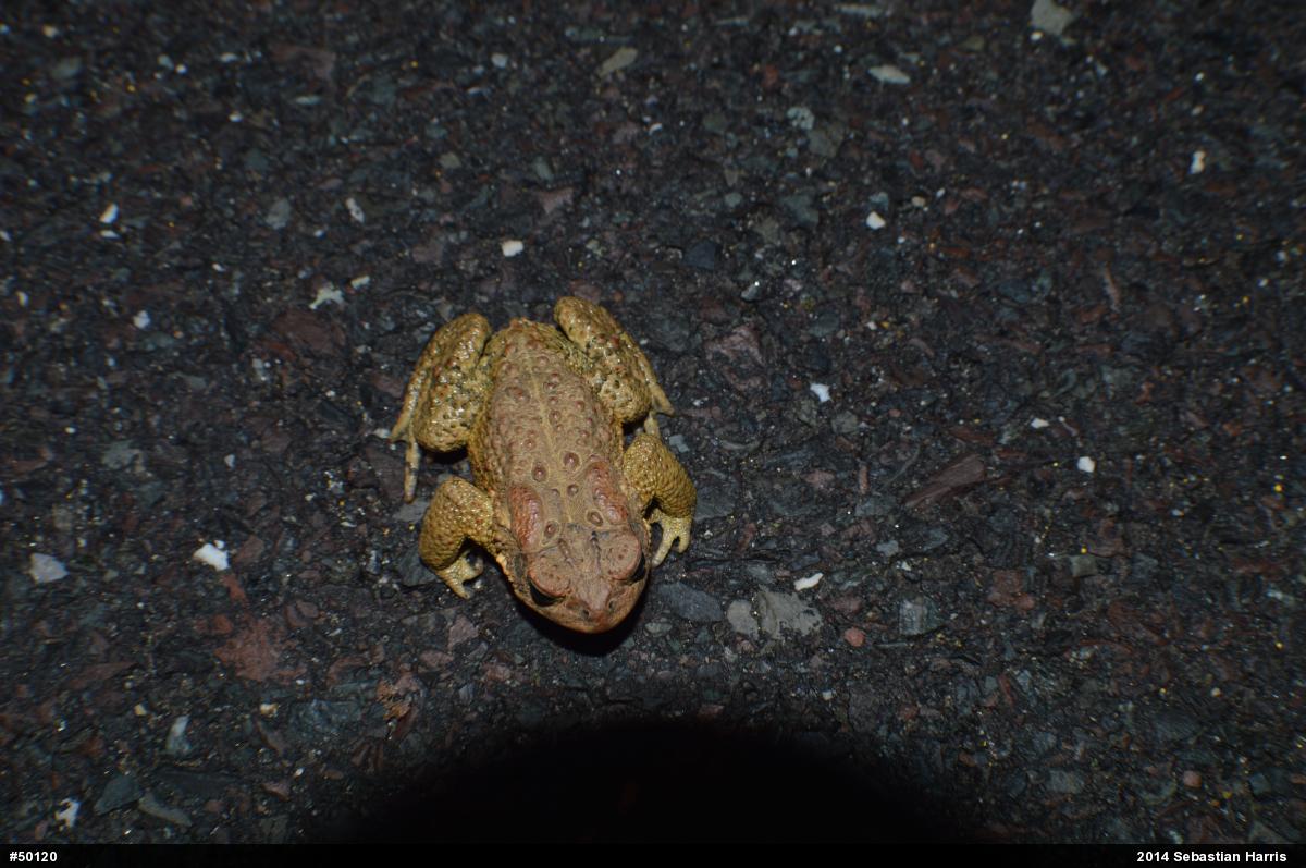 Eastern American Toad