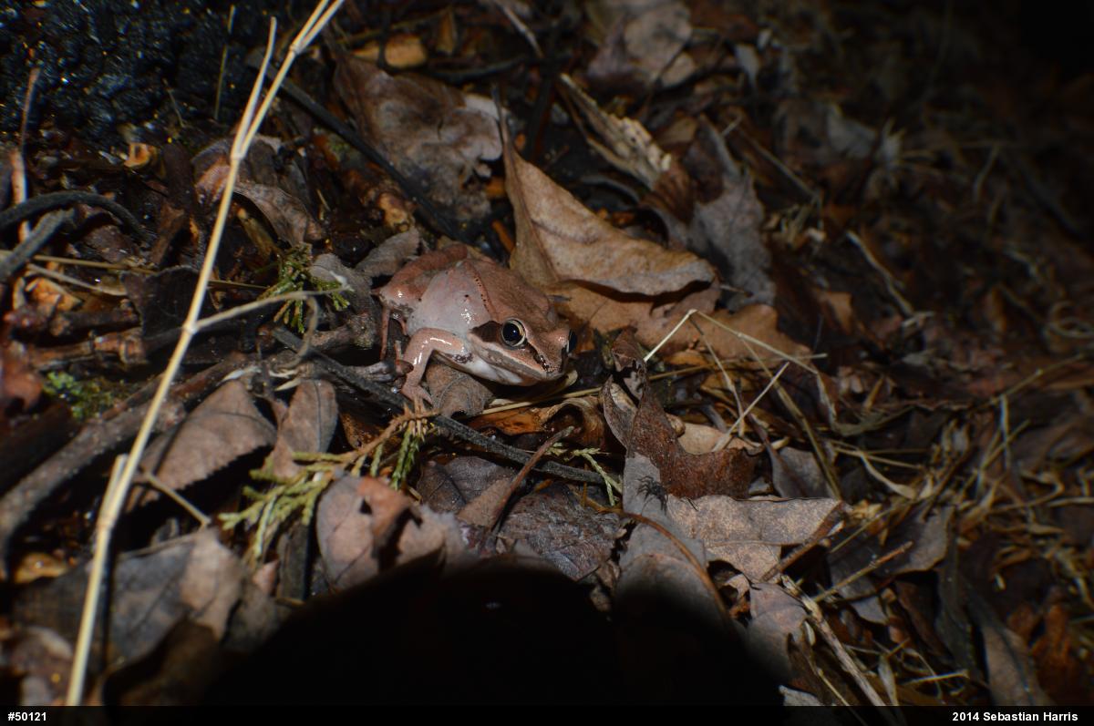 Wood Frog