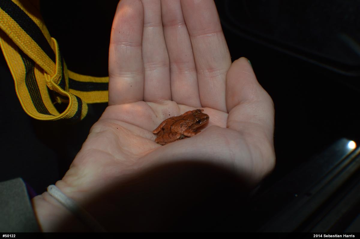 Spring Peeper