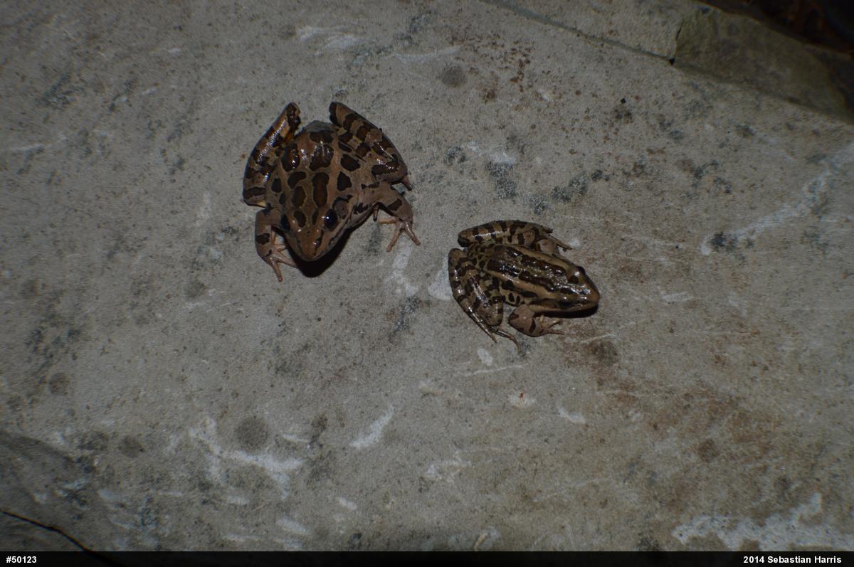 Pickerel Frog