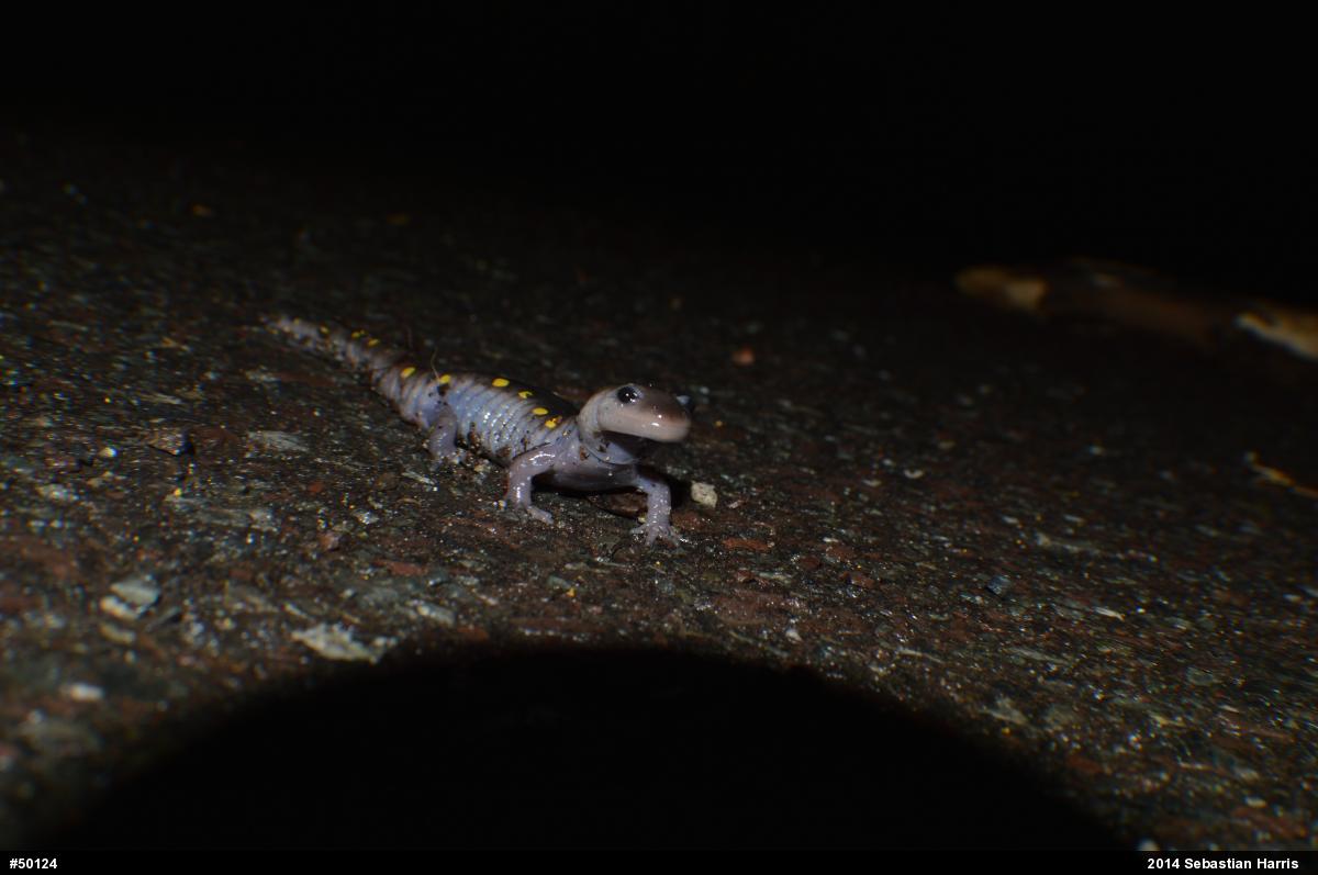 Spotted Salamander