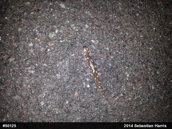 Spotted Salamander
