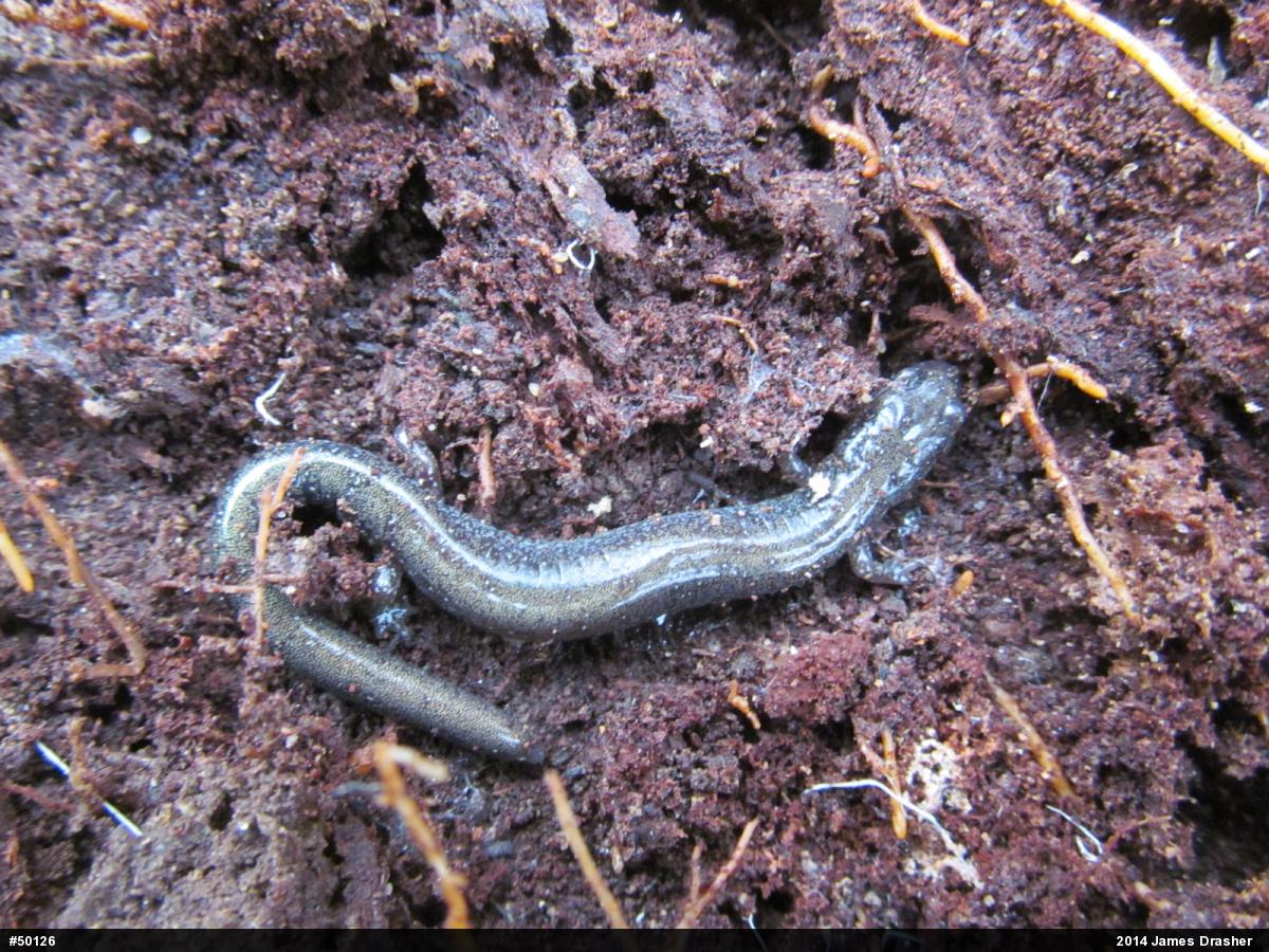 Eastern Red-backed  Salamander