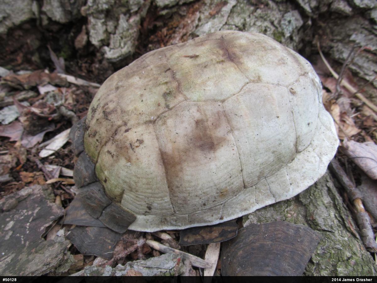 Eastern Box Turtle