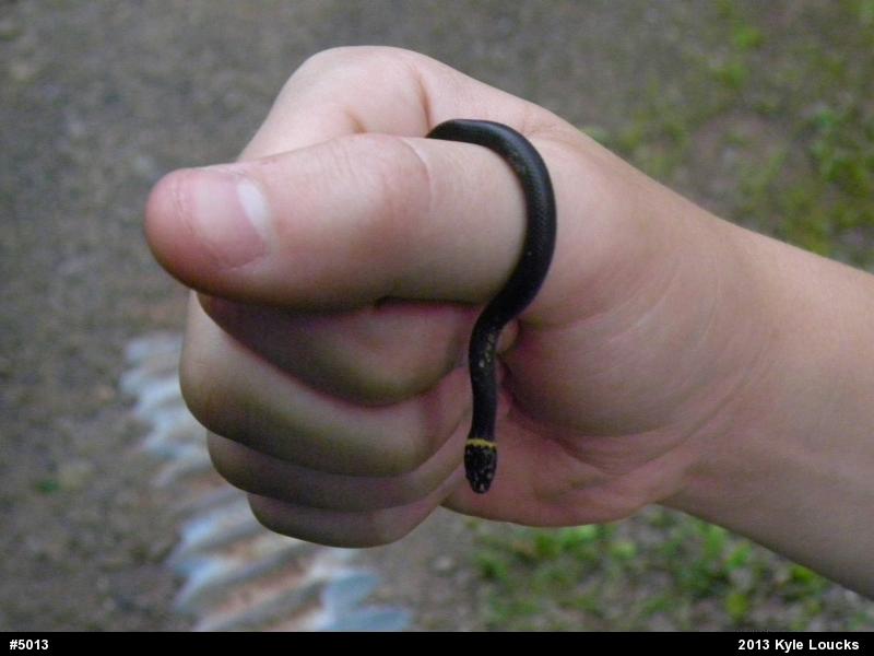 Northern Ring-necked Snake