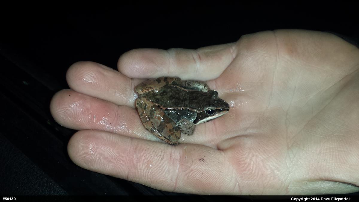 Wood Frog