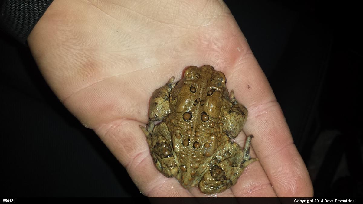 Eastern American Toad