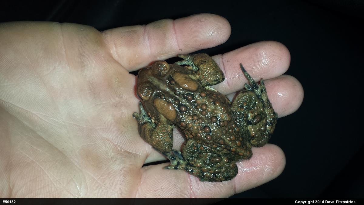 Eastern American Toad