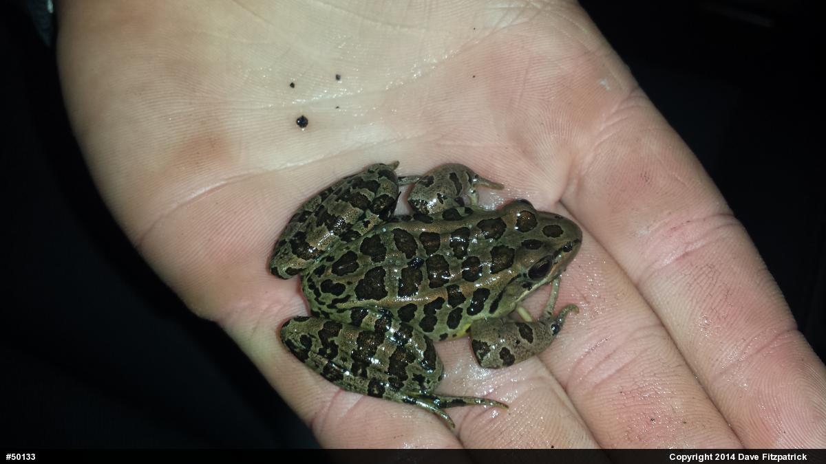 Pickerel Frog