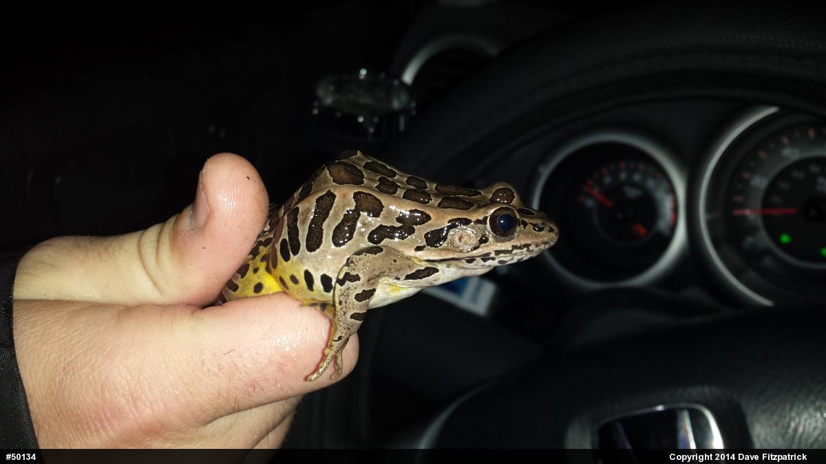 Pickerel Frog