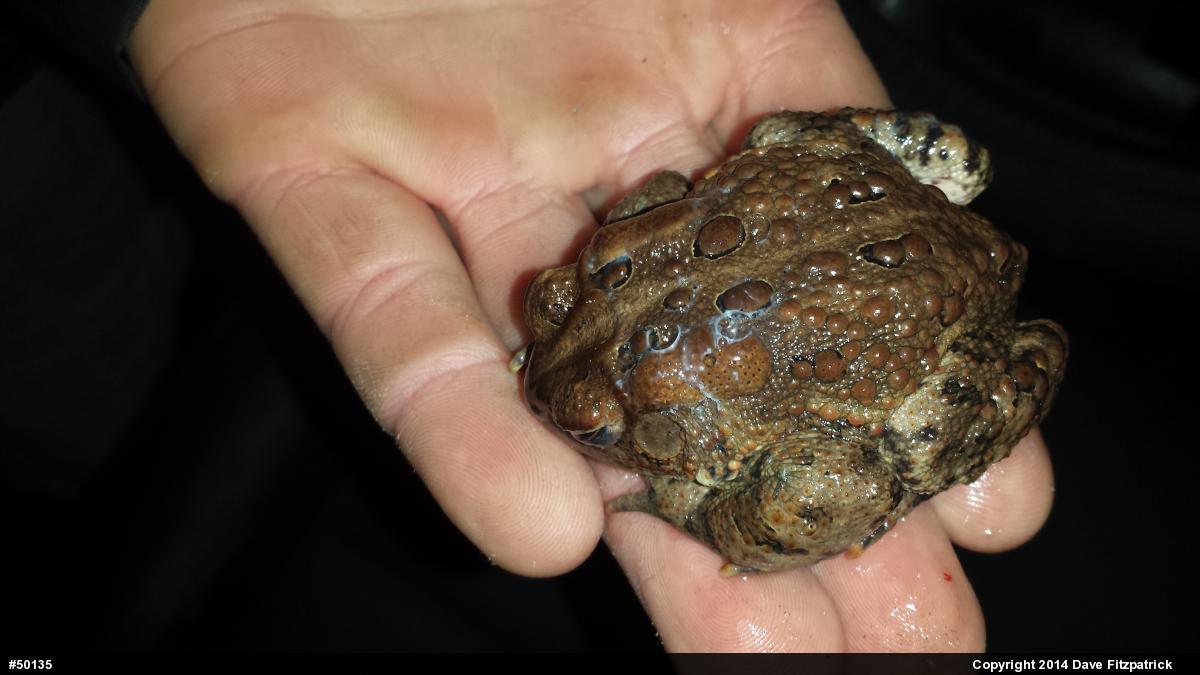 Eastern American Toad