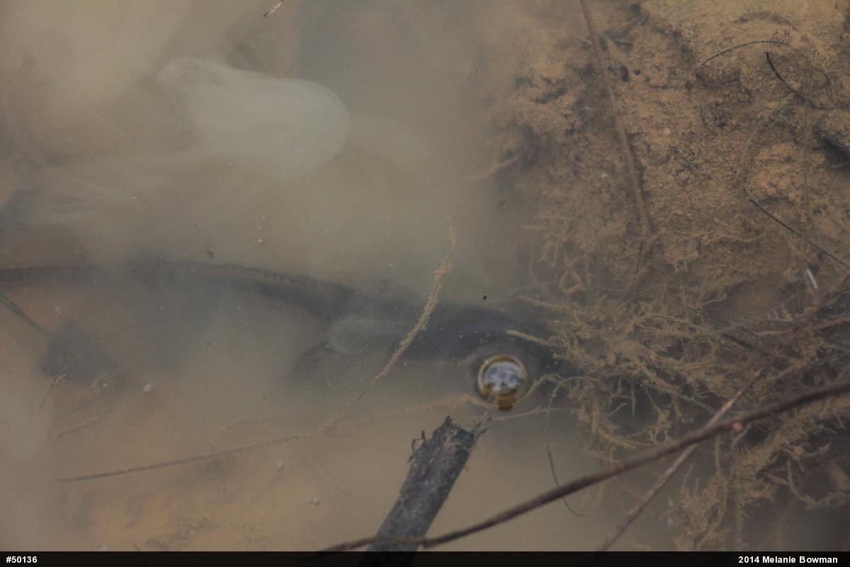 Red-spotted Newt