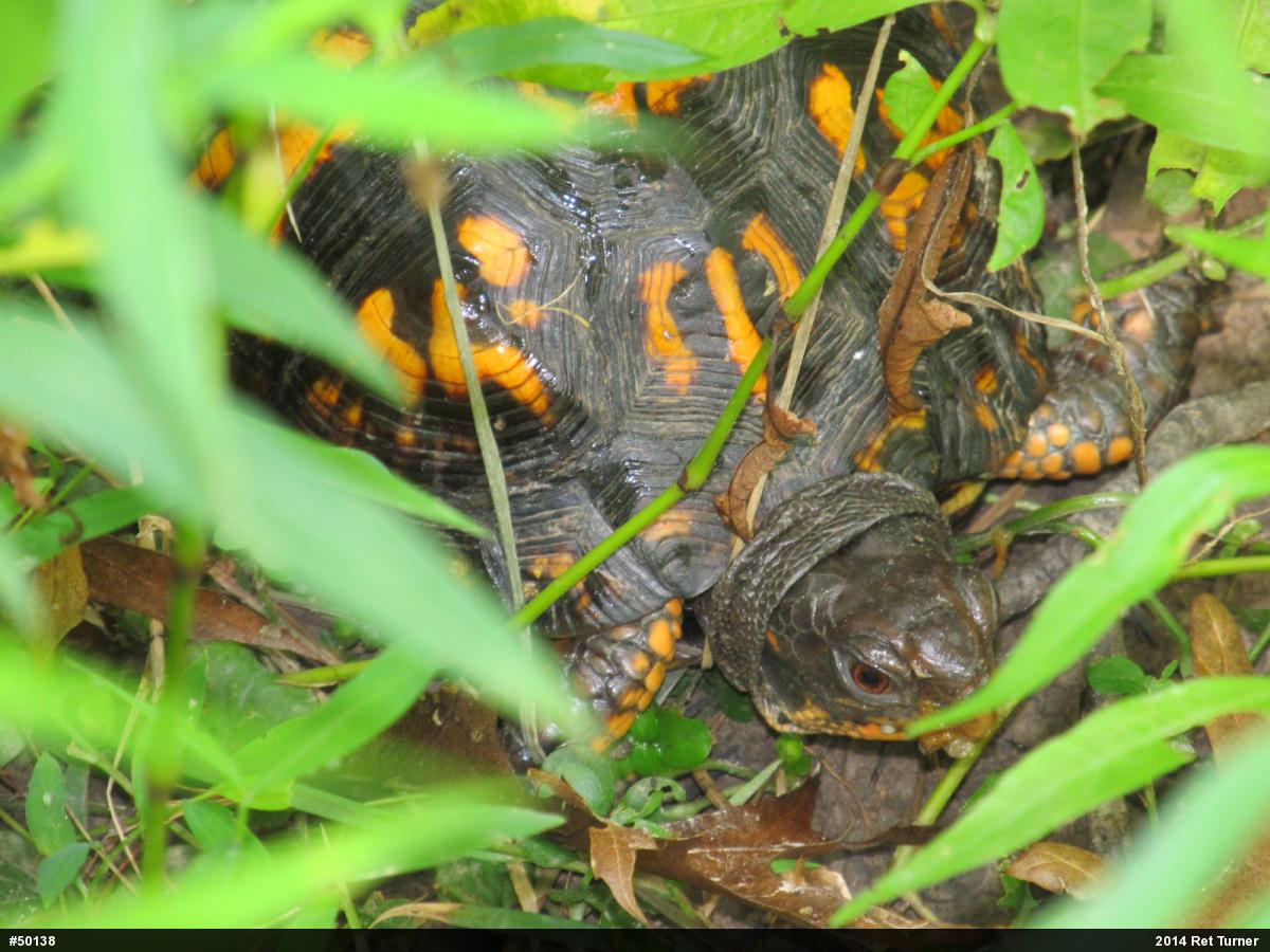 Eastern Box Turtle