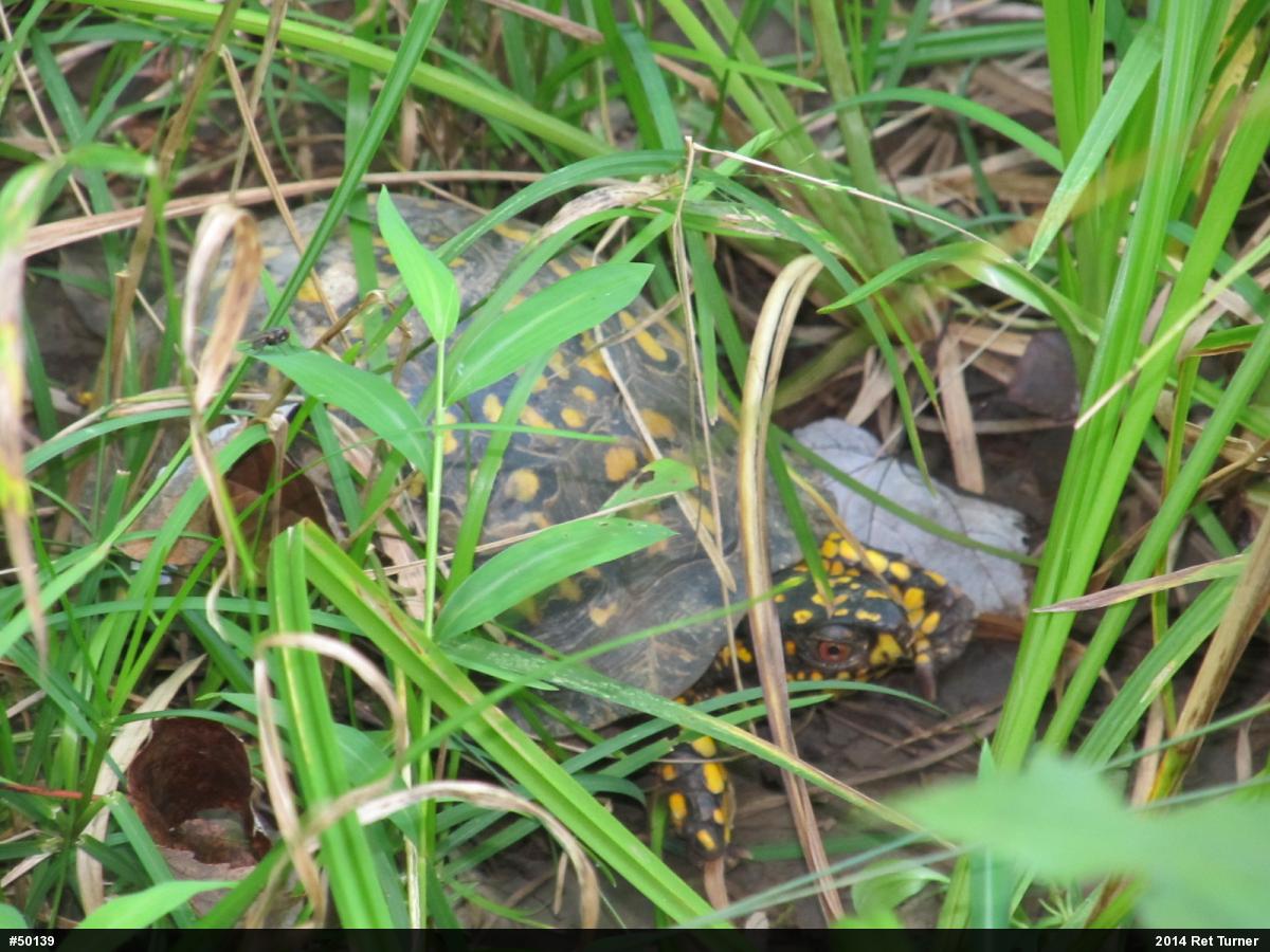 Eastern Box Turtle